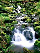 Waterfall flowing over mossy rocks in forest.